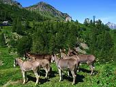 12 Team di asini, sullo sfondo il rifugio dei laghi Gemelli